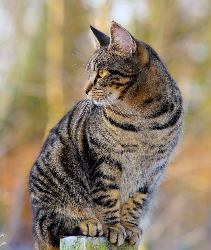 Abandons des chats et de chiens