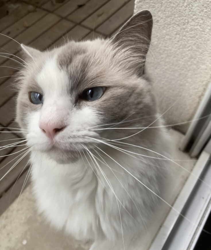 Chat-prestige-Le Ragdoll, c'est la douceur personnifiée