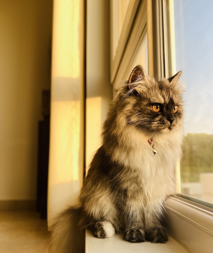 Chat Prestige, Les vacances...