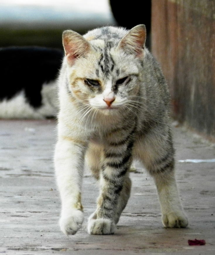 Chatprestige Que faisons-nous pour les chats errants
