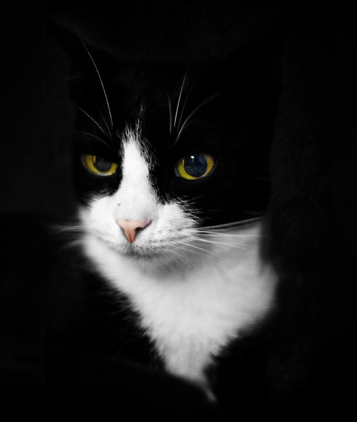 Journée internationale du chat