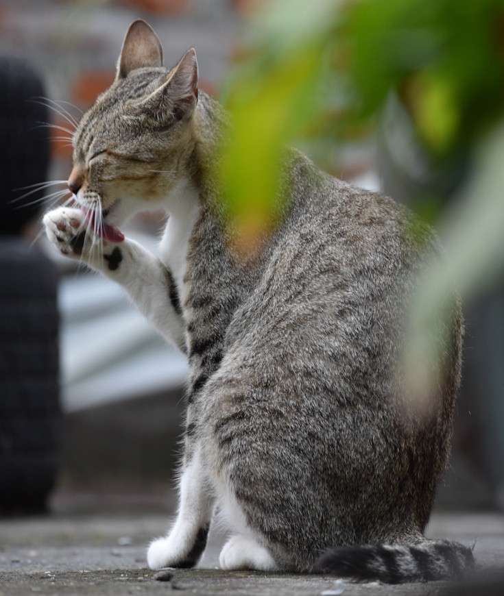 La perte de poils chez les chats, quand faut il s'en inquiéter ?