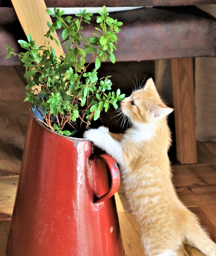 Le chat et son odorat