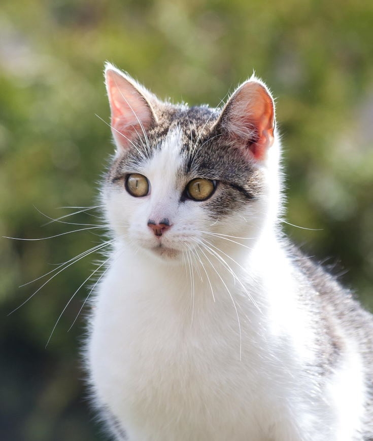 Le pelage de votre chat est en berne ? Comment l'aider à retrouver une fourrure de Roi ou de reine ?