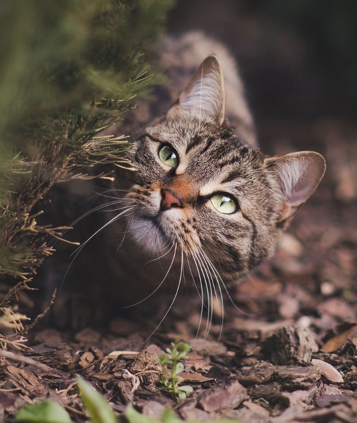Le regard du chat !