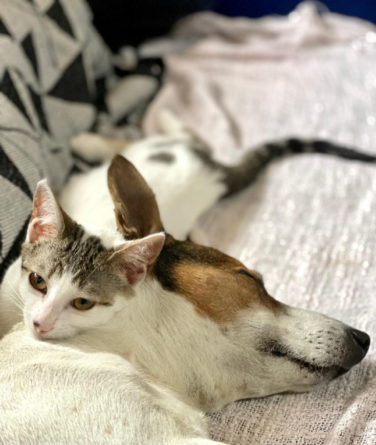 Travailler avec les animaux